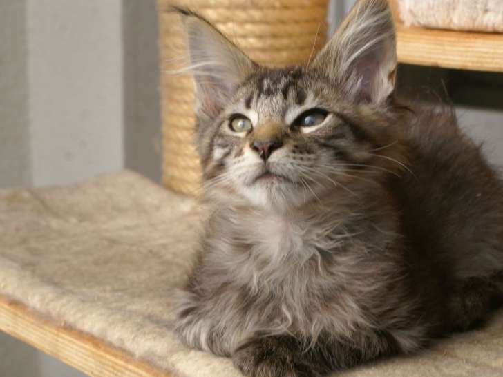 A réserver : 3 chatons Maine Coon LOOF