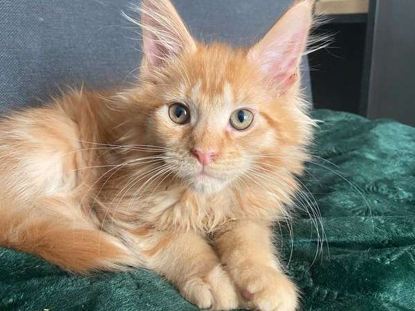 Simba Male Maine Coon Roux Et Blanc A Vendre Petite Annonce Chat