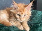 Simba, mâle Maine Coon roux et blanc à vendre