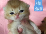 Chatons British golden shaded à vendre