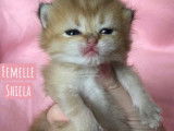 Chatons British golden shaded à vendre