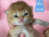 Chatons British golden shaded à vendre