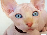 Acheter Un Sphynx Annonces Sphynx A Vendre