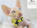 Sphynx de race pure &agrave; vendre