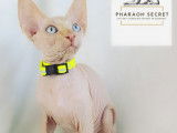 Sphynx de race pure &agrave; vendre