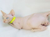 Sphynx de race pure &agrave; vendre