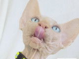Sphynx de race pure &agrave; vendre