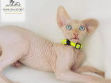 Sphynx de race pure &agrave; vendre