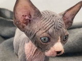 Acheter Un Sphynx Annonces Sphynx A Vendre