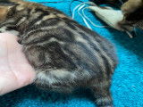 Magnifiques chatons Bengal LOOF &agrave; vendre