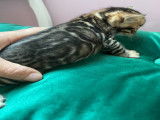 Magnifiques chatons Bengal LOOF &agrave; vendre