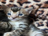Magnifiques chatons Bengal LOOF &agrave; vendre