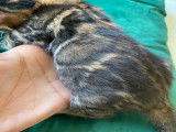 Magnifiques chatons Bengal LOOF &agrave; vendre