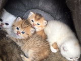 British Shorthair à vendre