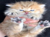 British Shorthair à vendre