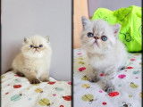 A réserver chatons Persans et Exotic Shorthair LOOF