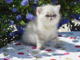 A réserver chatons Persans et Exotic Shorthair LOOF