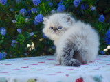 A réserver chatons Persans et Exotic Shorthair LOOF