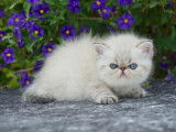 A réserver chatons Persans et Exotic Shorthair LOOF