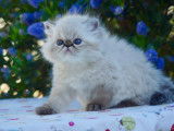 A réserver chatons Persans et Exotic Shorthair LOOF