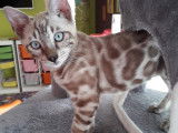 De race Bengal disponible pour saillie