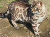 De race Bengal disponible pour saillie