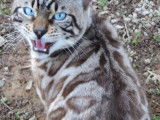 De race Bengal disponible pour saillie
