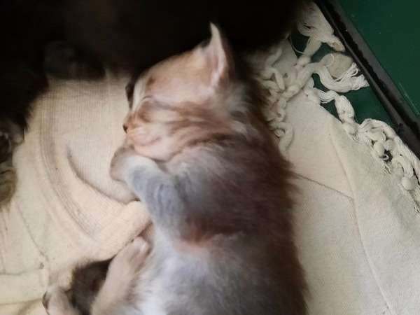 A réserver : 2 chaton Maine coon (LOOF)