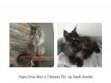Chatons de race Maine Coon &agrave; vendre (2 femelles & 5 m&acirc;les)