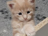 Chatons Maine Coon LOOF à réserver
