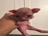 Chaton LOOF Sphynx à réserver