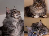 A réserver : chatons Maine Coon LOOF