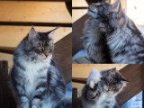 A réserver : chatons Maine Coon LOOF