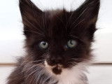 Magnifiques chatons Maine Coon LOOF à vendre