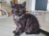 A vendre : un chaton femelle Maine coon  LOOF