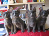 A vendre : 4 chatons de race Korat (LOOF)