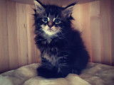 Chatons de race Maine Coon à vendre (3 femelles & 1 mâle)