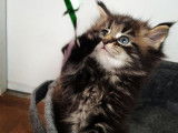 Chatons de race Maine Coon à vendre (3 femelles & 1 mâle)