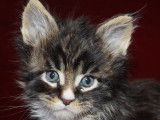 Chatons Maine Coon LOOF à vendre