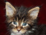 Chatons Maine Coon LOOF à vendre