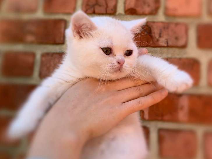 Magnifiques chatons British Shorthair à vendre