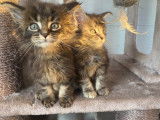 Chatons de race Maine Coon à vendre (2 femelles & 3 mâles)