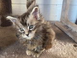 Chatons de race Maine Coon à vendre (2 femelles & 3 mâles)