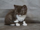 Très gentille femelle Selkirk Rex chocolat et blanche à vendre
