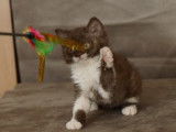 Très gentille femelle Selkirk Rex chocolat et blanche à vendre