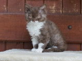 Très gentille femelle Selkirk Rex chocolat et blanche à vendre