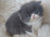 Chaton de race Persan m&acirc;le &agrave; vendre