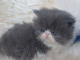 Chaton de race Persan m&acirc;le &agrave; vendre