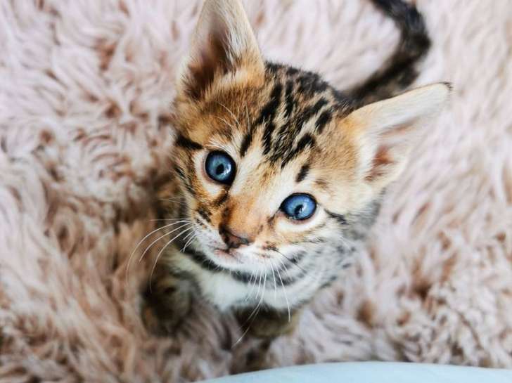 A vendre : 5 chatons Bengal LOOF