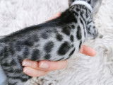 A vendre : 5 chatons Bengal LOOF